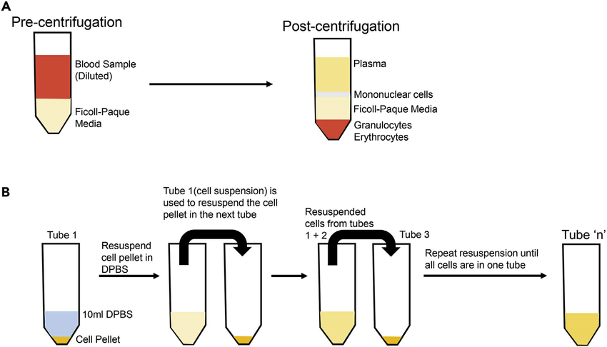 Density Gradient Centrifugation