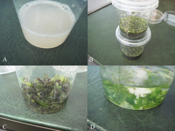 The effect of using PPM (plant preservative mixture) on the development of cauliflower microshoots and the quality of artificial seed produced